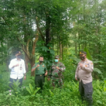 Kapolsek Watukumpul Iptu Dibyo Suryanto bersama Muspika Watukumpul pantau hutan lindung di Desa Watukumpul